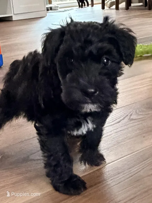 Grian - red collar – Miniature Schnauzer puppy for sale in Rockford, IL