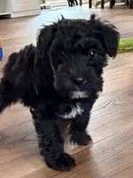 Grian - red collar, a male Miniature Schnauzer for sale in Rockford, IL – Photo 1 of 3