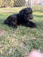 Grian - red collar, a male Miniature Schnauzer for sale in Rockford, IL – Photo 3 of 3