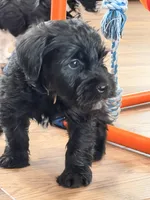 Grian - red collar, a male Miniature Schnauzer for sale in Rockford, IL – Photo 2 of 3