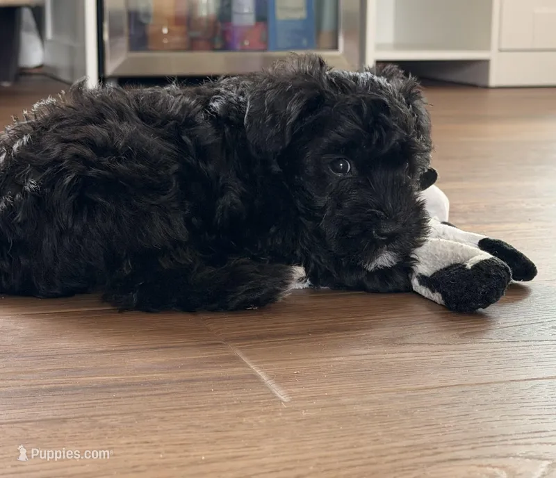Grian - red collar – Miniature Schnauzer puppy for sale in Rockford, IL
