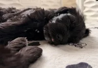 Shadow - black collar, a male Miniature Schnauzer for sale in Rockford, IL – Photo 3 of 5