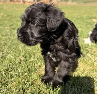 Shadow - black collar, a male Miniature Schnauzer for sale in Rockford, IL – Photo 4 of 5