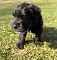 Shadow - black collar, a male Miniature Schnauzer for sale in Rockford, IL – Photo 2 of 5