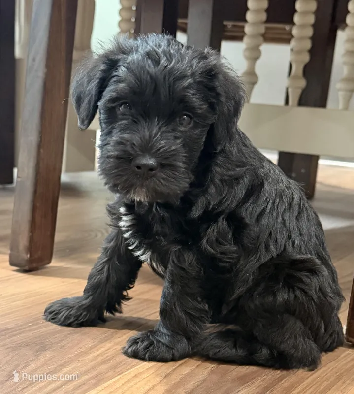Shadow - black collar – Miniature Schnauzer puppy for sale in Rockford, IL