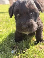 Nya - light blue collar, a female Miniature Schnauzer for sale in Rockford, IL – Photo 3 of 3