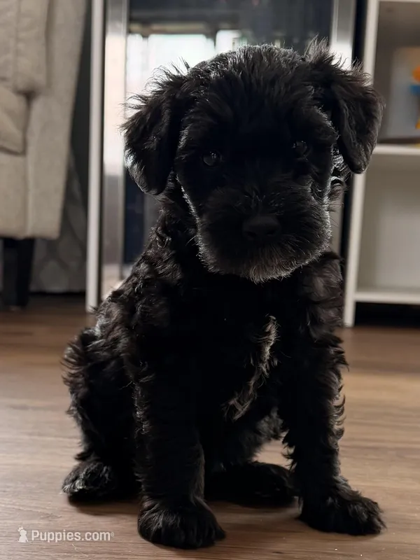 Nya - light blue collar – Miniature Schnauzer puppy for sale in Rockford, IL