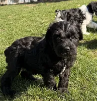 Nya - light blue collar, a female Miniature Schnauzer for sale in Rockford, IL – Photo 2 of 3
