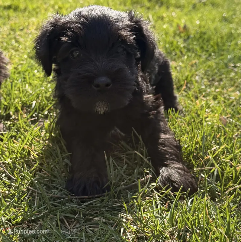 Nya - light blue collar – Miniature Schnauzer puppy for sale in Rockford, IL