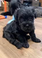 Luna - purple collar, a female Miniature Schnauzer for sale in Rockford, IL – Photo 1 of 3