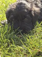 Luna - purple collar, a female Miniature Schnauzer for sale in Rockford, IL – Photo 2 of 3