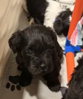 Luna - purple collar, a female Miniature Schnauzer for sale in Rockford, IL – Photo 3 of 3