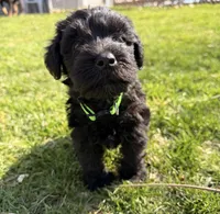 Chloe - green collar, a female Miniature Schnauzer for sale in Rockford, IL – Photo 3 of 3