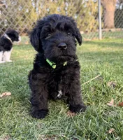 Chloe - green collar, a female Miniature Schnauzer for sale in Rockford, IL – Photo 1 of 3
