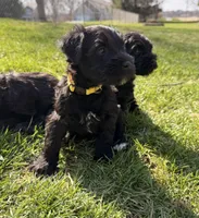 Goldie - yellow collar , a female Miniature Schnauzer for sale in Rockford, IL – Photo 3 of 3