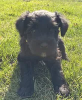 Goldie - yellow collar , a female Miniature Schnauzer for sale in Rockford, IL – Photo 2 of 3