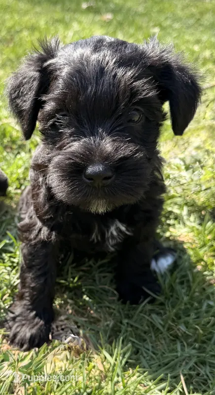 Goldie - yellow collar  – Miniature Schnauzer puppy for sale in Rockford, IL