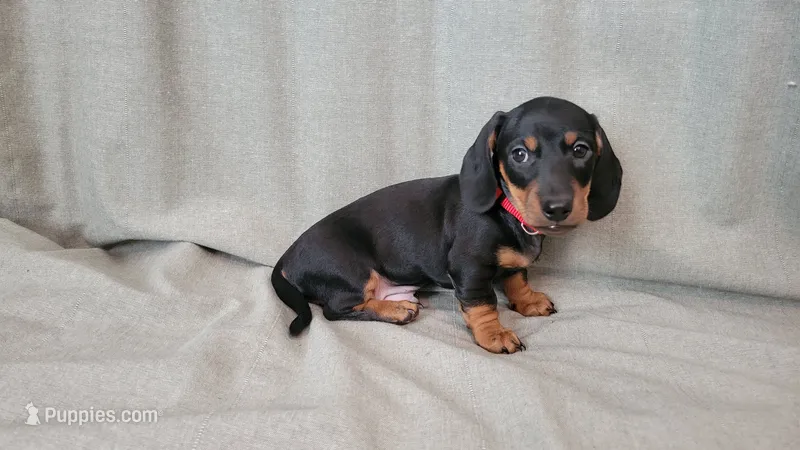 Toby, a male Dachshund for sale in Muscoy, CA – 1 of 3