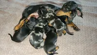 Cosmo, a male Dachshund for sale in Muscoy, CA – 3 of 3