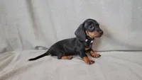Artemis, a female Dachshund for sale in Muscoy, CA – 1 of 2