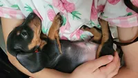 Toby, a male Dachshund for sale in Muscoy, CA – 3 of 3