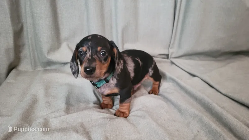 Apollo – Dachshund puppy for sale in Muscoy, CA