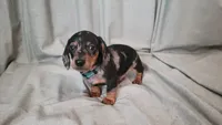 Apollo, a male Dachshund for sale in Muscoy, CA – 1 of 2