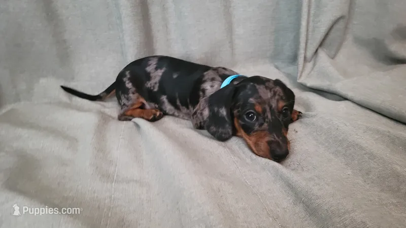 Cosmo, a male Dachshund for sale in Muscoy, CA – 1 of 3