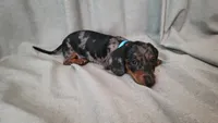 Cosmo, a male Dachshund for sale in Muscoy, CA – 1 of 3