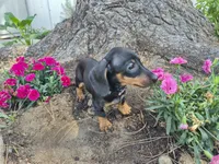 Artemis, a female Dachshund for sale in Muscoy, CA – 2 of 2