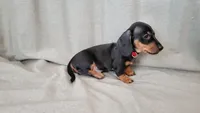 Toby, a male Dachshund for sale in Muscoy, CA – 2 of 3