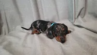 Cosmo, a male Dachshund for sale in Muscoy, CA – 2 of 3