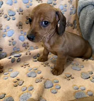 Little lady , a female Dachshund for sale in Albuquerque, NM – Photo 2 of 3