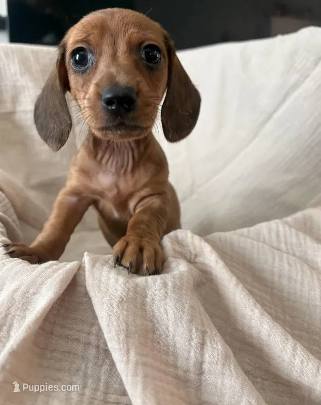 Little lady  – Dachshund puppy for sale in Albuquerque, NM