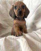 Little gent , a male Dachshund for sale in Albuquerque, NM – Photo 2 of 3