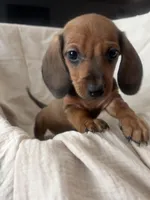 Little gent , a male Dachshund for sale in Albuquerque, NM – Photo 1 of 3