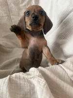 Little gent , a male Dachshund for sale in Albuquerque, NM – Photo 3 of 3