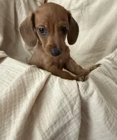 Shy Gent , a male Dachshund for sale in Albuquerque, NM – Photo 4 of 5