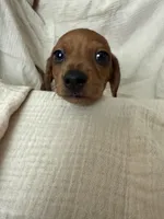 Shy Gent , a male Dachshund for sale in Albuquerque, NM – Photo 5 of 5