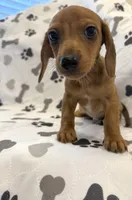 Shy Gent , a male Dachshund for sale in Albuquerque, NM – Photo 3 of 5