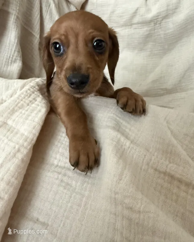 Shy Gent  – Dachshund puppy for sale in Albuquerque, NM