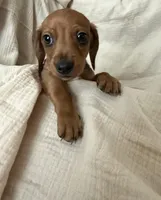 Shy Gent , a male Dachshund for sale in Albuquerque, NM – Photo 1 of 5