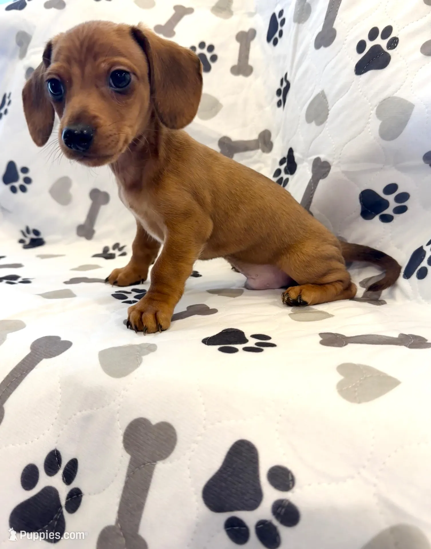 Shy Gent , a male Dachshund for sale in Albuquerque, NM – Photo 2 of 5