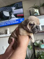 Jr, a male English Bulldog and French Bulldog for sale in Yakima, WA – 1 of 7