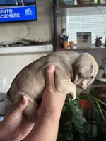 Jr, a male English Bulldog and French Bulldog for sale in Yakima, WA – 3 of 7