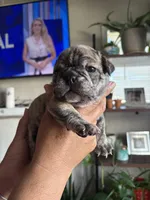 Roxy, a female English Bulldog and French Bulldog for sale in Yakima, WA – 3 of 7