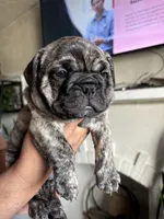 Chorizo , a male English Bulldog and French Bulldog for sale in Yakima, WA – 5 of 7