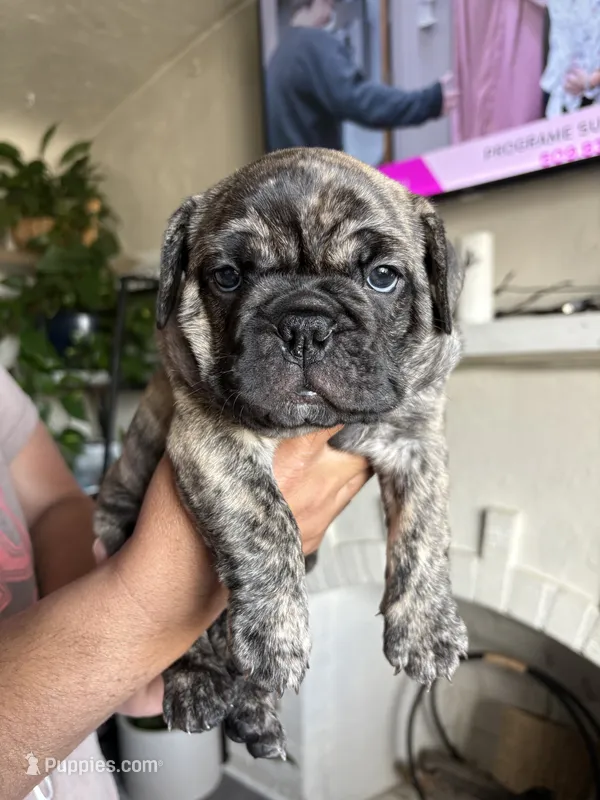 Chorizo  – English Bulldog, French Bulldog puppy for sale in Yakima, WA