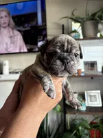 Roxy, a female English Bulldog and French Bulldog for sale in Yakima, WA – 1 of 7