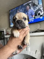 Jr, a male English Bulldog and French Bulldog for sale in Yakima, WA – 2 of 7